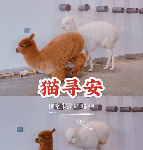 肇庆羊驼餐厅好吃吗？肇庆羊驼餐厅的特色是什么？