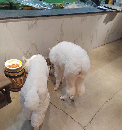 肇庆羊驼餐厅好吃吗？肇庆羊驼餐厅的特色是什么？