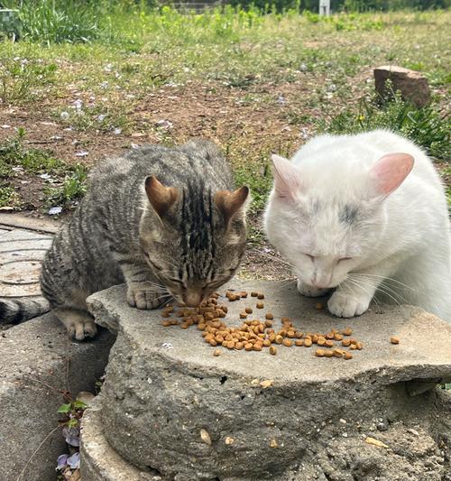 流浪猫喂在门口的猫粮怎么办？如何正确喂养流浪猫？