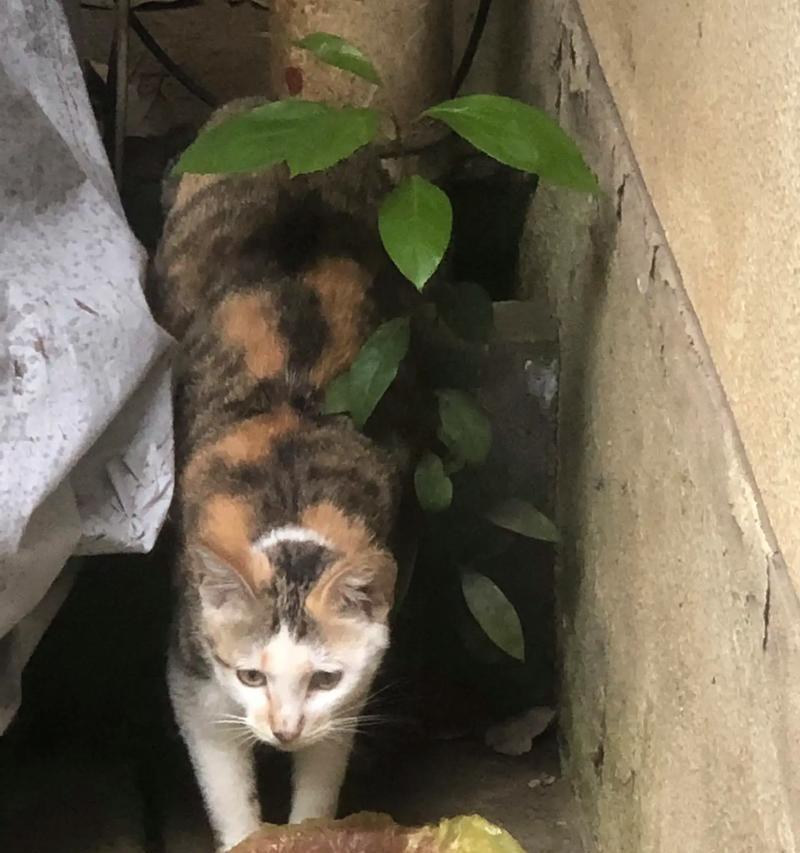 流浪猫喂在门口的猫粮怎么办？如何正确喂养流浪猫？