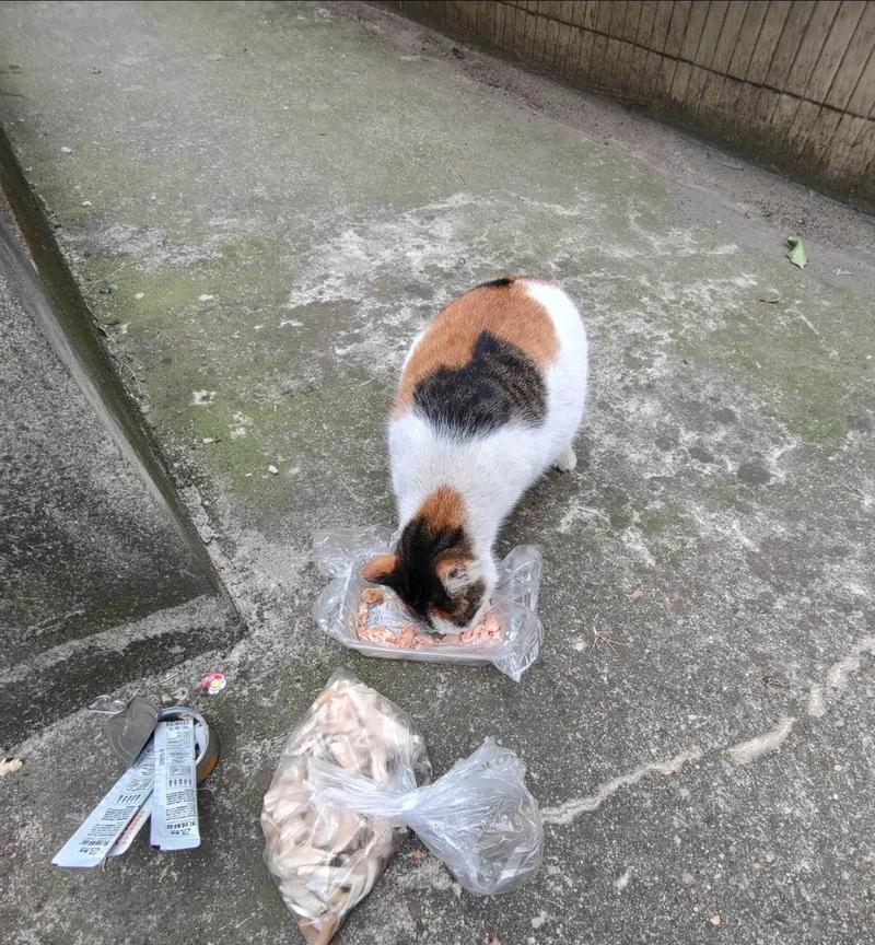 流浪猫喂在门口的猫粮怎么办？如何正确喂养流浪猫？