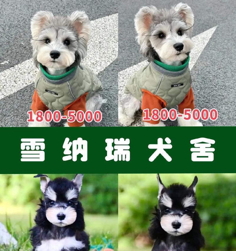 养雪纳瑞的成本是多少？一朵花能负担得起吗？