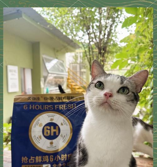 鲜鸡肉替代猫粮可行吗？原因是什么？