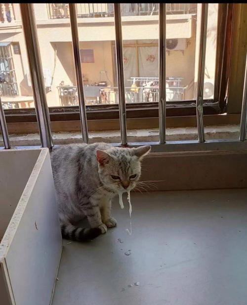 猫咪吐出白色泡沫是何原因？
