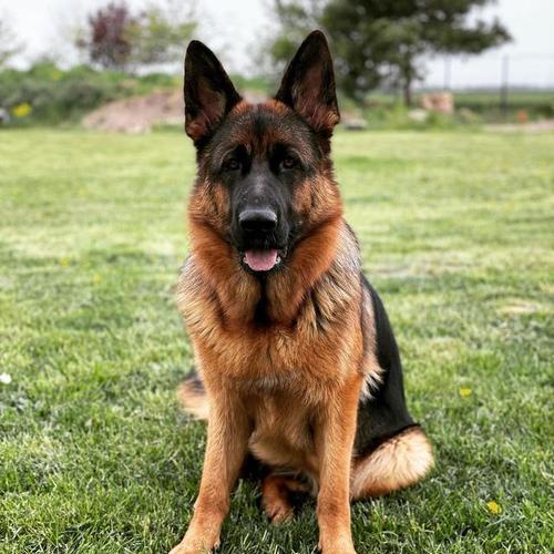 哪里能买到优质的德牧犬？