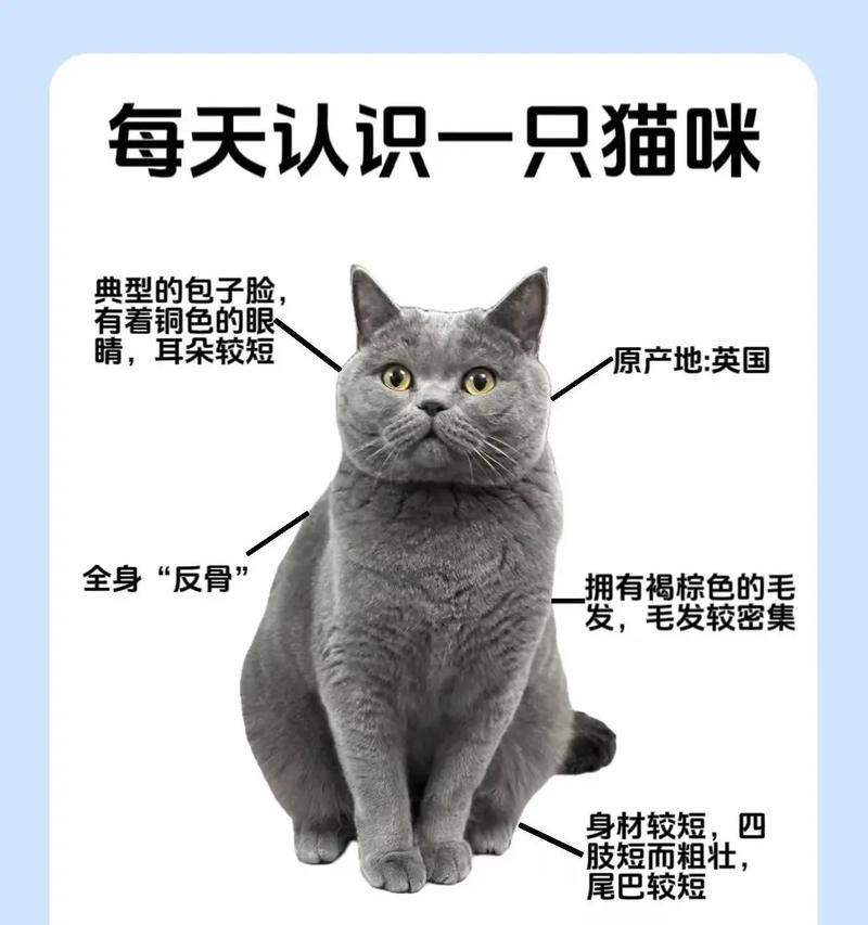 胖蓝猫的饮食偏好是什么？如何为胖蓝猫选择合适的零食和猫粮？