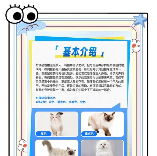 布偶幼猫正确的喂食方法是什么？