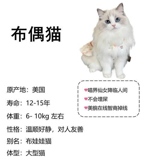 布偶幼猫正确的喂食方法是什么？
