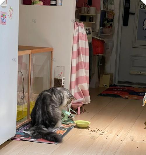 猫为何要把粮扒拉到地上才吃？这是什么行为？