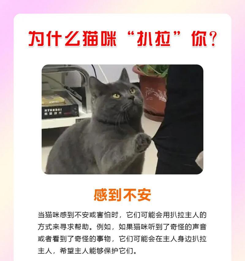 猫为何要把粮扒拉到地上才吃？这是什么行为？