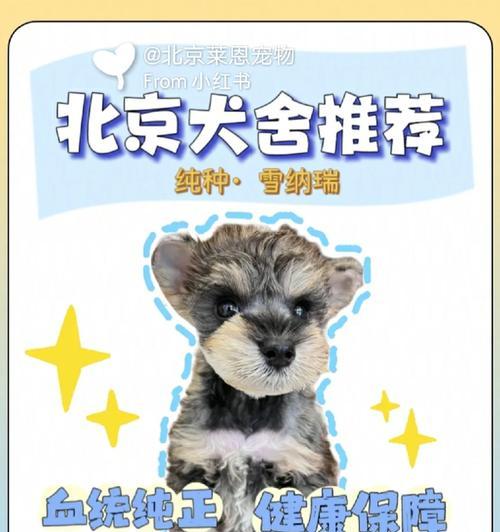 北京地区雪纳瑞的收购价格是多少？如何评估雪纳瑞的价值？