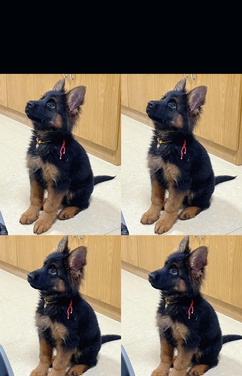 德牧幼犬的最低价格是多少？