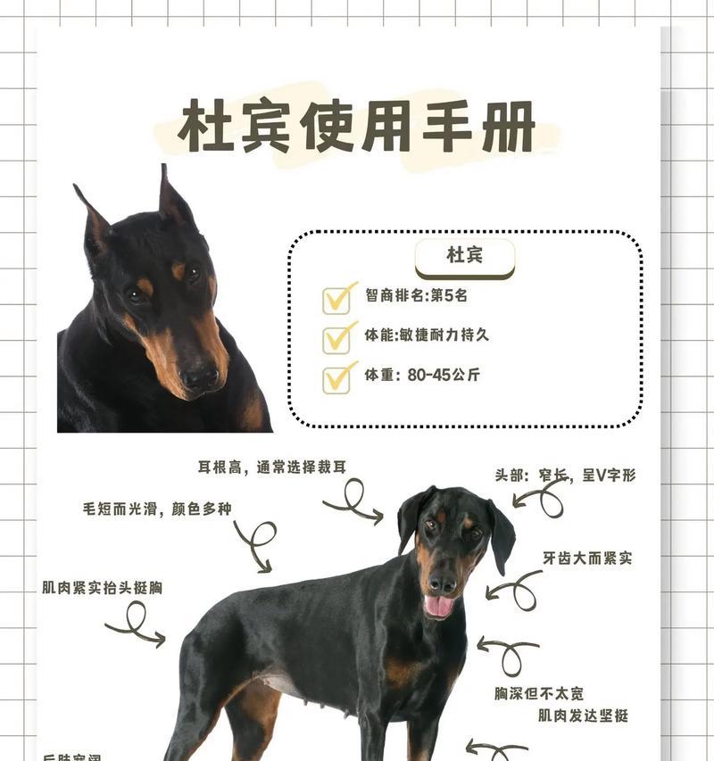 杜莎犬宠物的市场价格是多少？购买途径有哪些？