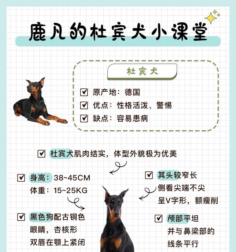杜莎犬宠物的市场价格是多少？购买途径有哪些？
