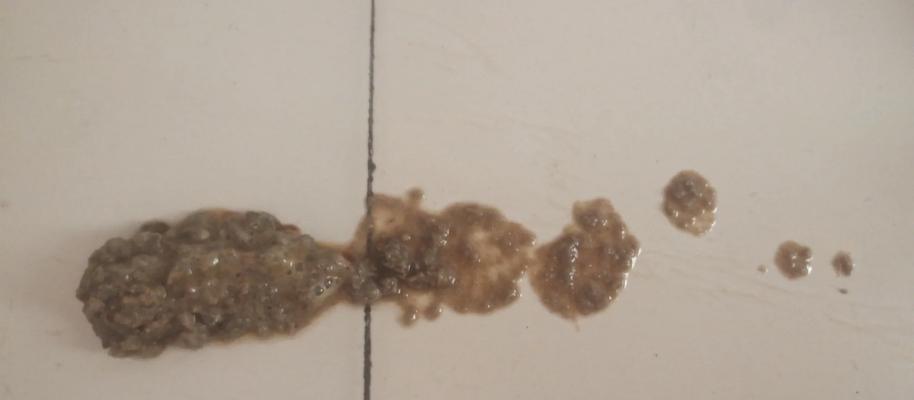 空中猫粮导致猫咪呕吐如何处理？