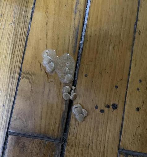 猫吐出带有头发的猫粮应如何处理？