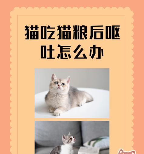 猫吐出带有头发的猫粮应如何处理？