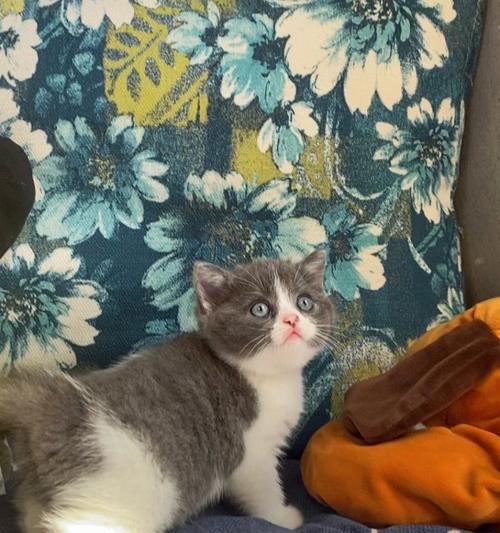 蓝猫喜欢吃什么猫粮吗？蓝猫的饮食偏好和营养需求是什么？