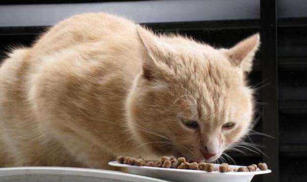 猫偷吃大量猫粮后会有什么反应？是否需要看兽医？
