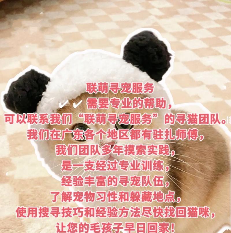 猫咪丢失后剩余猫粮如何处理？