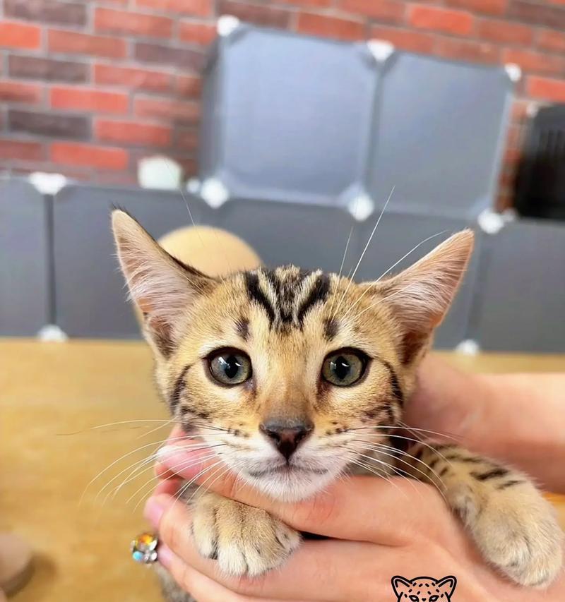 孟加拉猫适合哪种猫粮？