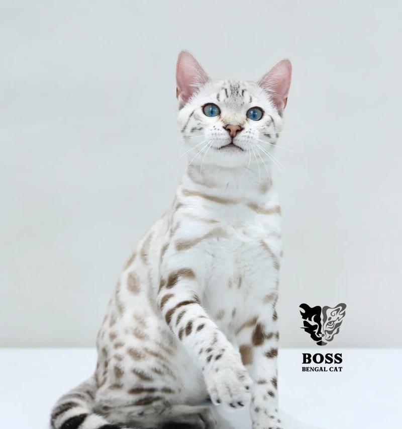 孟加拉猫适合哪种猫粮？