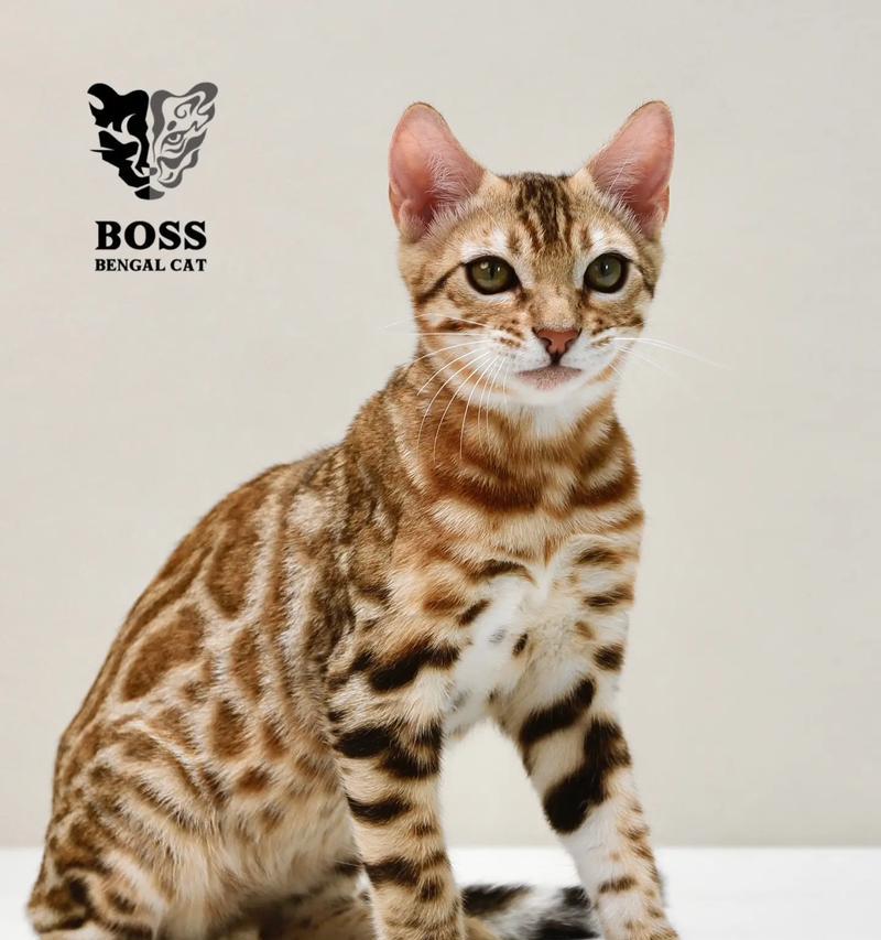 孟加拉猫适合哪种猫粮？
