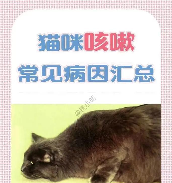 猫咪吃猫粮咳嗽是为什么？需要带去看兽医吗？