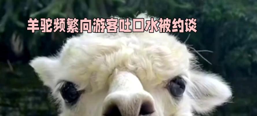羊驼口水与猫口水有何不同？