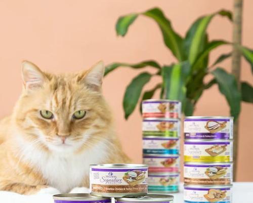 宠物猫可以吃油炸虾吗？油炸食品对猫的健康有何影响？