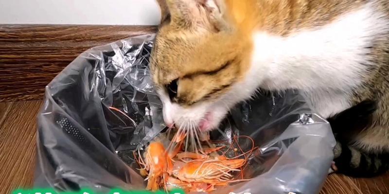宠物猫可以吃油炸虾吗？油炸食品对猫的健康有何影响？