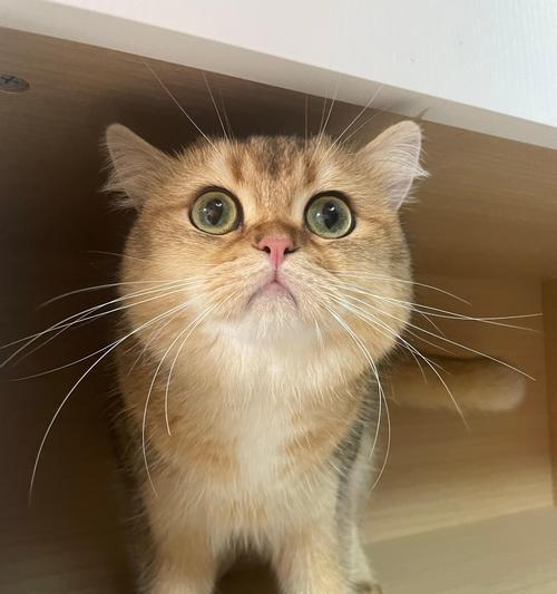 喂猫粮猫咪抬手怎么办啊？猫咪抬手的常见原因及解决办法？