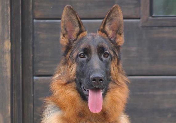 绥阳养殖马犬德牧多少钱？春季猫粮掉毛吗为什么不掉毛？