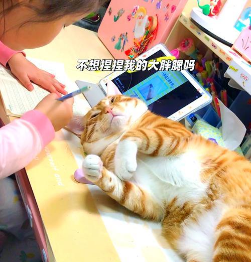 小橘猫食量增大原因是什么？猫粮选择有影响吗？