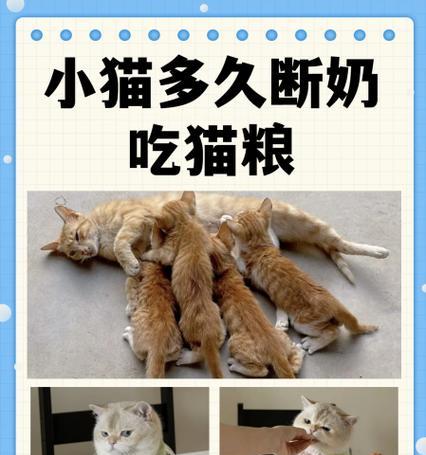 小猫用手吃猫粮怎么办？如何训练它们使用食盆？