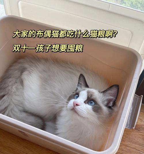 布偶猫适合吃什么味的猫粮