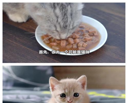 猫咪吃猫粮后嘴臭的原因是什么？如何改善？