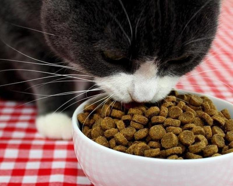 如何拍摄猫手捧吃猫粮的可爱照片？技巧是什么？