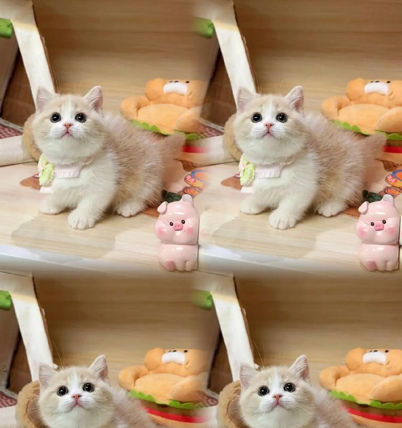 矮脚猫吃什么粮好消化？推荐哪些易消化的猫粮？