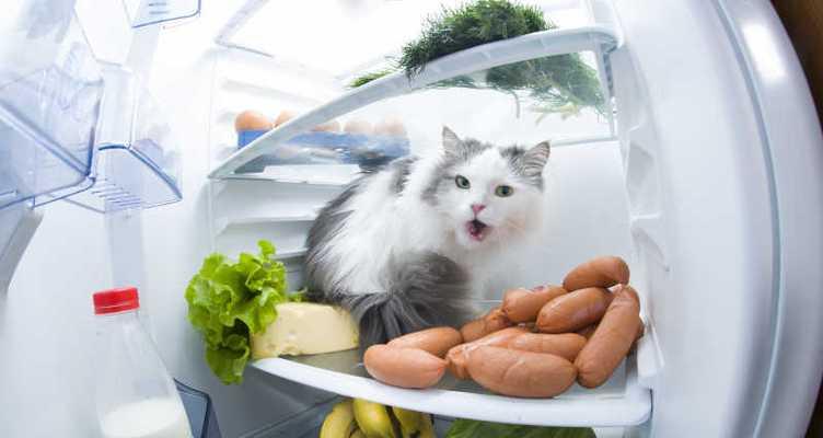 猫咪偷吃冰箱食物怎么办？如何防止猫咪偷食？
