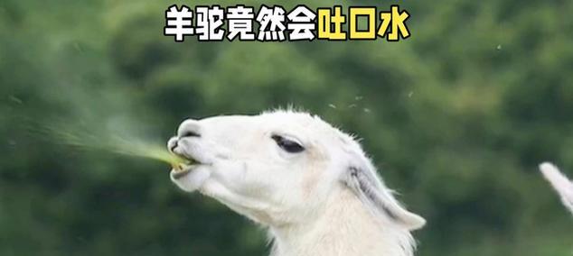 羊驼吐口水的行为和猫一样吗？原因是什么？