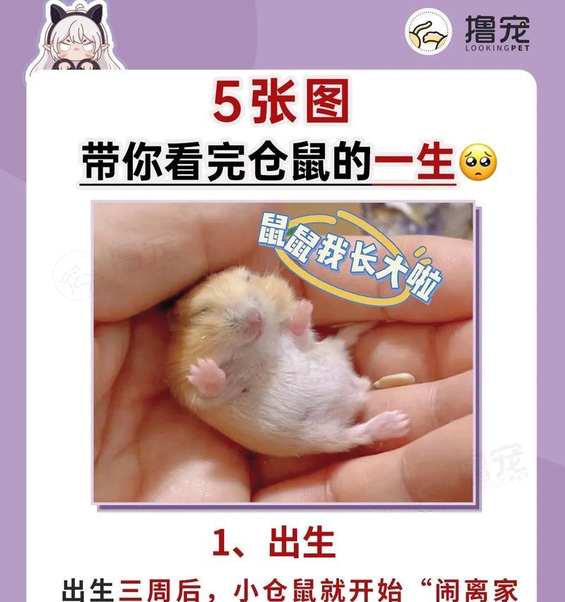 仓鼠吃马可波罗有什么影响？
