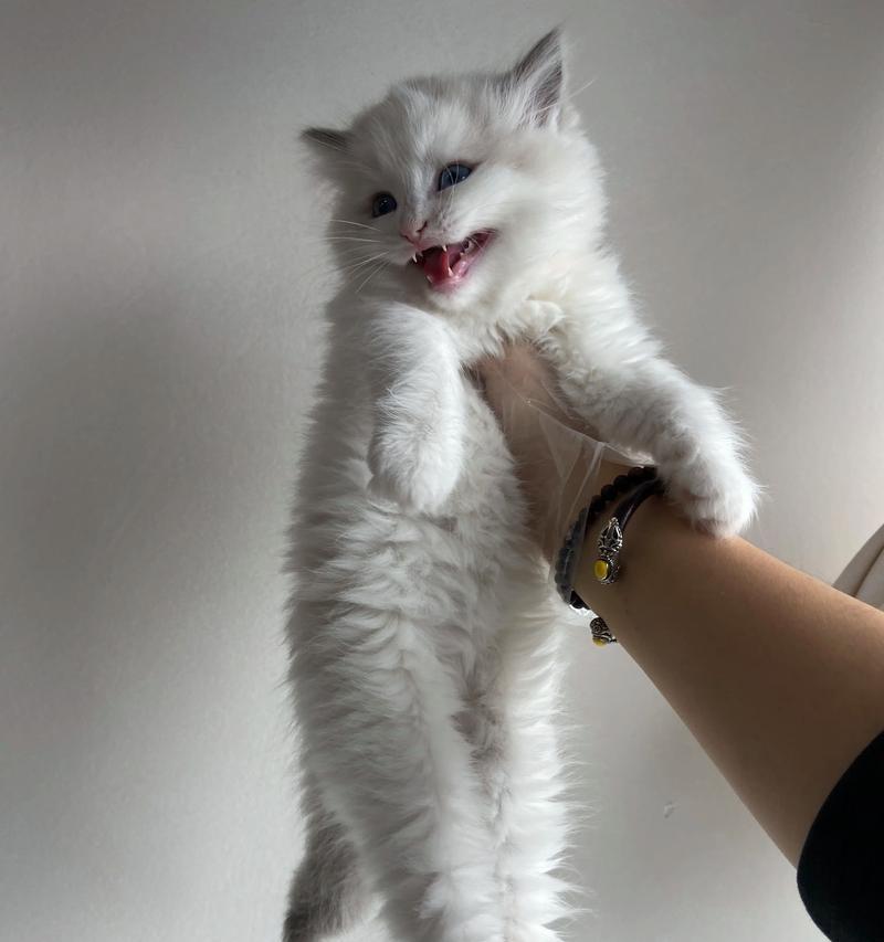 猫咪吃猫粮时感到委屈会生气吗？这是什么心理？
