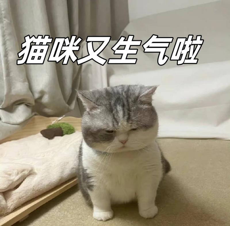 猫咪吃猫粮时感到委屈会生气吗？这是什么心理？
