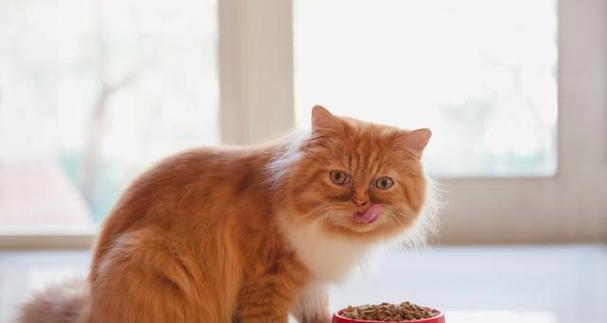 猫咪吃猫粮时感到委屈会生气吗？这是什么心理？
