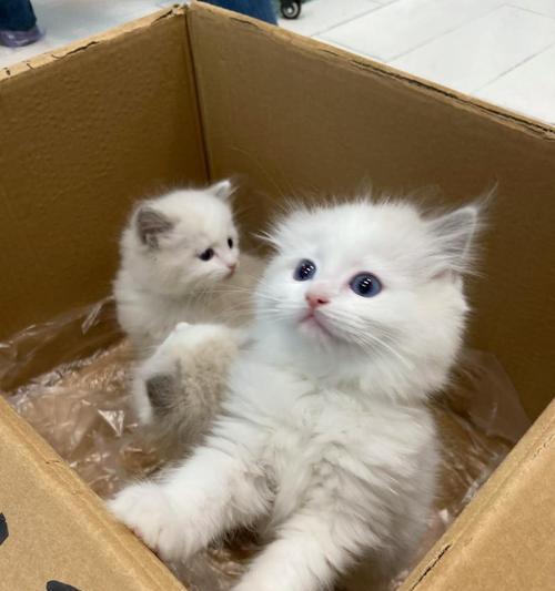 布偶吃猫粮偶尔拉稀怎么回事？是猫粮的问题吗？