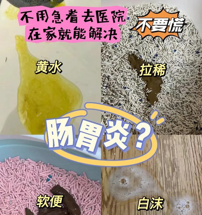 幼猫吃猫粮拉稀应该怎么办？