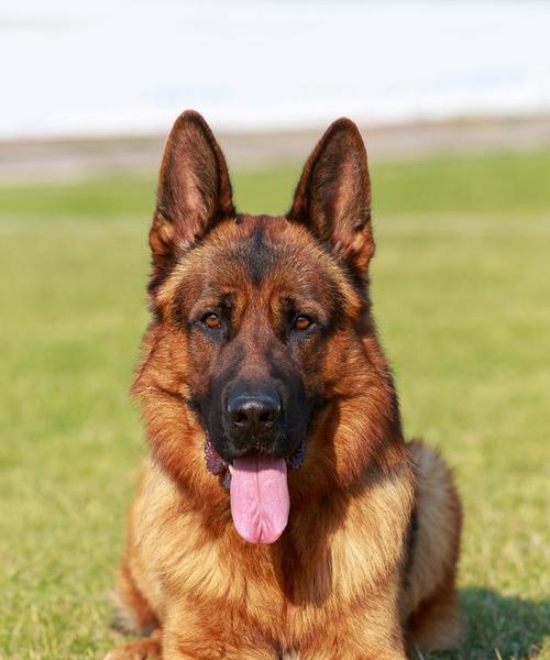 德牧属于哪种大型犬种类？它们的特点是什么？