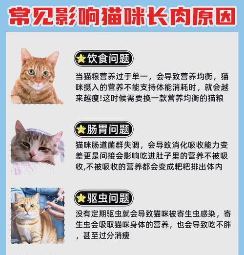 猫粮混米饭怎么喂？这种混合喂食是否科学？