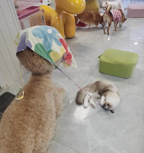 萌宠与羊驼对战的策略是什么？